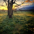 Golden Sunrise